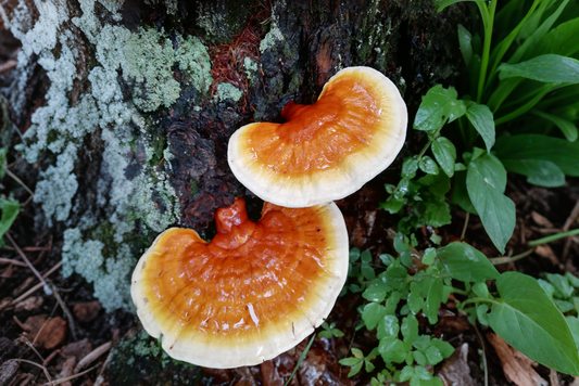 Ganoderma lucidum